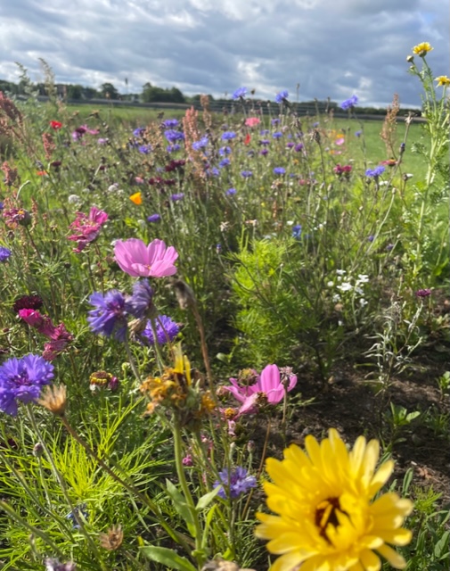 biodiversitetsgruppen blomster